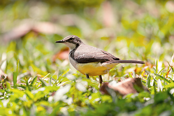 Image showing Madagascar Wagtail (Motacilla Flaviventris), Reserve Peyrieras Madagascar Exotic