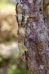 Image showing Mossy leaf-tailed gecko, Uroplatus sikorae, Reserve Peyrieras Madagascar Exotic