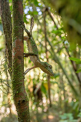 Image showing Mossy leaf-tailed gecko, Uroplatus sikorae, Ranomafana National