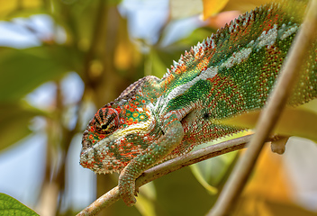 Image showing Panther chameleon, Furcifer pardalis, Reserve Peyrieras Madagascar Exotic, Madagascar