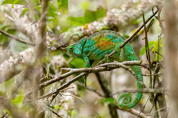 Image showing Parson's chameleon, Calumma parsoni cristifer, Andasibe-Mantadia National Park, Madagascar