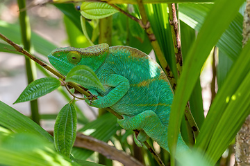 Image showing Parson's chameleon, Calumma parsonii, Peyrieras Madagascar Exotic, Madagascar