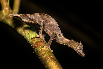 Image showing Satanic leaf-tailed gecko, Uroplatus phantasticus, Ranomafana National Park, Madagascar