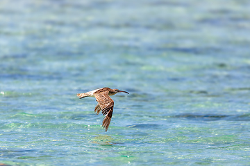 Image showing Bird Eurasian common whimbrel, Numenius phaeopus, Nosy Ve, Madagascar