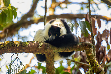 Image showing Black-and-white ruffed lemur, Varecia variegata subcincta, Madagascar wildlife animal