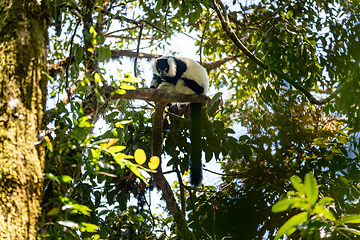 Image showing Black-and-white ruffed lemur, Varecia variegata subcincta, Madagascar wildlife animal