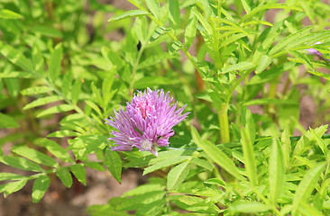 Image showing Lilac cornflower