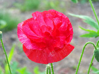 Image showing Scarlet poppy
