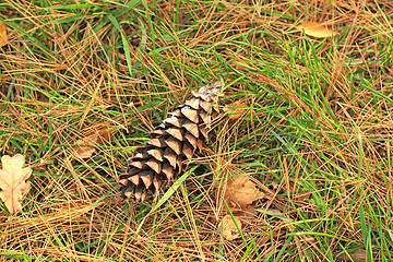 Image showing Cone