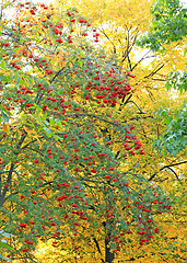 Image showing Autumn