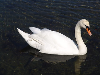 Image showing Swan