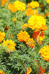 Image showing Yellow tagetes