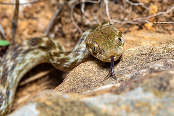 Image showing Cat-eyed Snake, Madagascarophis colubrinus, Miandrivazo Madagascar