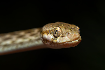 Image showing Cat-eyed Snake, Madagascarophis colubrinus, Miandrivazo Madagascar