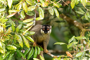 Image showing Common brown lemur, Eulemur fulvus, Madagascar wildlife animal