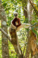 Image showing Coquerel's sifaka lemur, Propithecus coquereli, Madagascar wildl