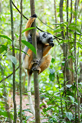 Image showing Lemur Diademed Sifaka, Propithecus diadema, Madagascar wildlife animal