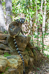 Image showing Ring-tailed lemur, Lemur catta, Madagascar wildlife animal