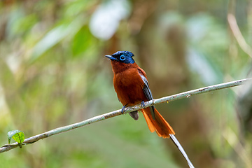 Image showing Malagasy paradise flycatcher, Terpsiphone mutata, Andasibe-Mantadia National Park, Madagascar