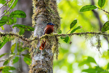 Image showing Malagasy paradise flycatcher, Terpsiphone mutata, Andasibe-Mantadia National Park, Madagascar