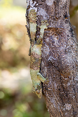 Image showing Mossy leaf-tailed gecko, Uroplatus sikorae, Ranomafana National Park, Madagascar