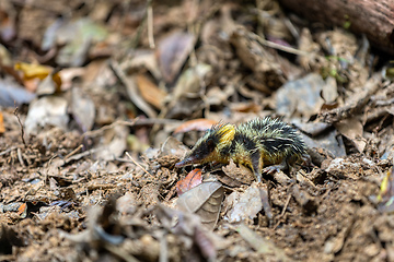 Image showing Lowland Streaked Tenrec (Hemicentetes Semispinosus)