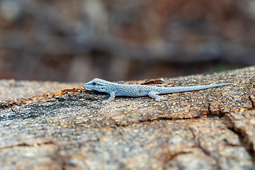 Image showing Thicktail day gecko, Phelsuma mutabilis, Miandrivazo, Madagascar