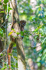 Image showing Avahi, Peyrieras' Woolly Lemur, Avahi peyrierasi, Madagascar wildlife animal.