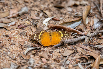 Image showing Aterica rabena, Zombitse-Vohibasia National Park, Madagascar