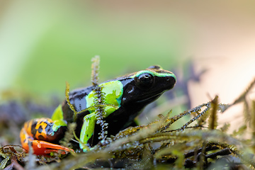 Image showing Baron's Mantella, Mantella Baroni, Endemic frog, Madagascar