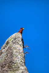 Image showing Broad-billed roller, Eurystomus glaucurus, Isalo National Park