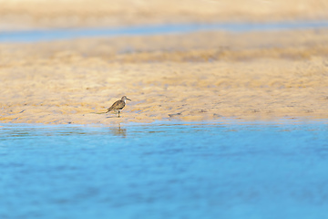 Image showing Bird Common sandpiper, Actitis hypoleucos, Kivalo, Madagascar wildlife