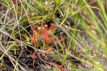 Image showing Flower Drosera madagascariensis, carnivorous plant, Andringitra National Park, Madagascar