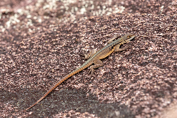 Image showing Lizard Grandidier's Madagascar swift, Oplurus grandidieri, Andringitra, Madagascar wildlife