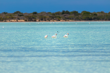 Image showing Greater flamingo, Phoenicopterus roseus, Tsimanampetsotsa Nature Reserve, Madagascar