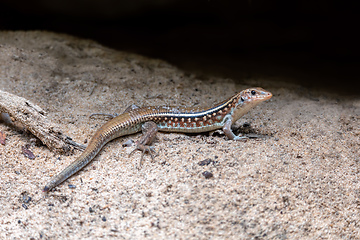 Image showing Karsten's Girdled Lizard, Zonosaurus Karsteni, Tsingy De Bemaraha, Madagascar