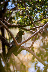 Image showing Lesser vasa parrot or black parrot, Coracopsis nigra, Zombitse-Vohibasia National Park, Madagascar