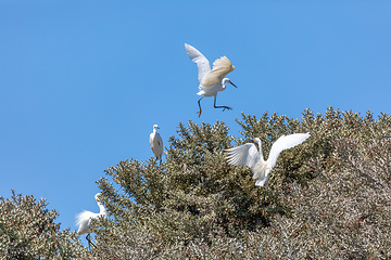 Image showing Little Egret, (Egretta garzetta dimorpha), heron bird in Nosy Ve, Madagascar wildlife