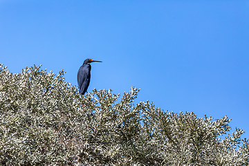 Image showing Little Egret, Egretta garzetta dimorpha - Dark morph, heron bird in Nosy Ve, Madagascar wildlife