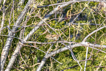 Image showing Madagascar Brush Warbler, Nesillas typica, Anakao, Madagascar wildlife