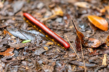 Image showing Malagasy fire millipede genus Aphistogoniulus, Aphistogoniulus sakalava, Madagascar