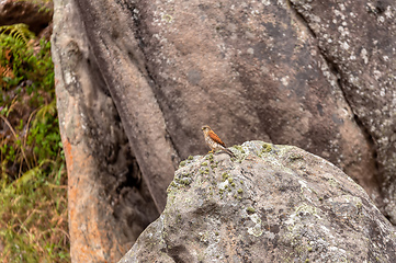 Image showing Malagasy kestrel, Falco newtoni, Andringitra National Park, Madagascar