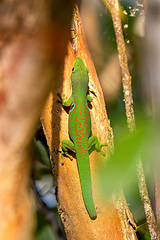 Image showing Peacock Day Gecko, Phelsuma quadriocellata, Ranomafana National Park, Madagascar