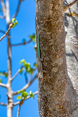 Image showing Thicktail day gecko, (Phelsuma mutabilis) - male, Arboretum d'Antsokay, Madagascar