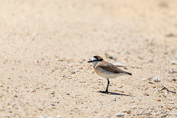 Image showing White-fronted plover, Charadrius marginatus, Nosy Ve, Madagascar