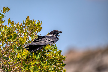 Image showing Pied crow (Corvus albus), Isalo National Park, Madagascar
