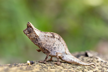 Image showing Perinet leaf chameleon, Brookesia theresieni, Reserve Peyrieras Madagascar Exotic. Madagascar