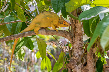Image showing Parson's chameleon, Calumma parsonii, Peyrieras Madagascar Exotic, Madagascar