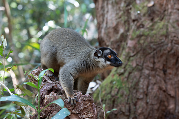 Image showing Common brown lemur, Eulemur fulvus, Madagascar wildlife