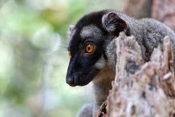 Image showing Common brown lemur, Eulemur fulvus, Madagascar wildlife